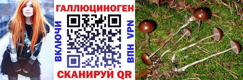 Псилоцибиновые грибы Cubensis  магазин продажи   Заозёрный 